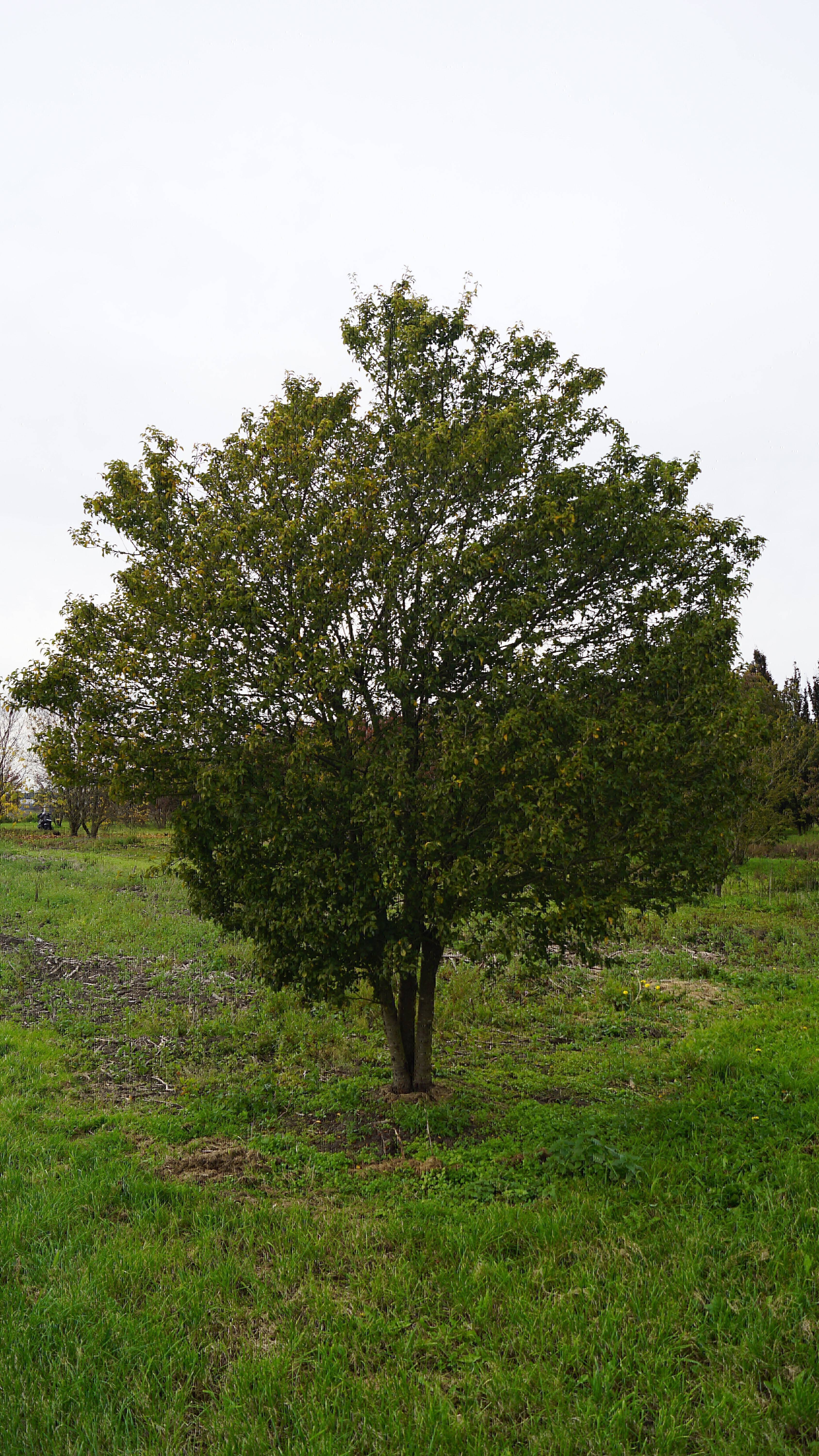 Prunus incisa 'Fujiyama'